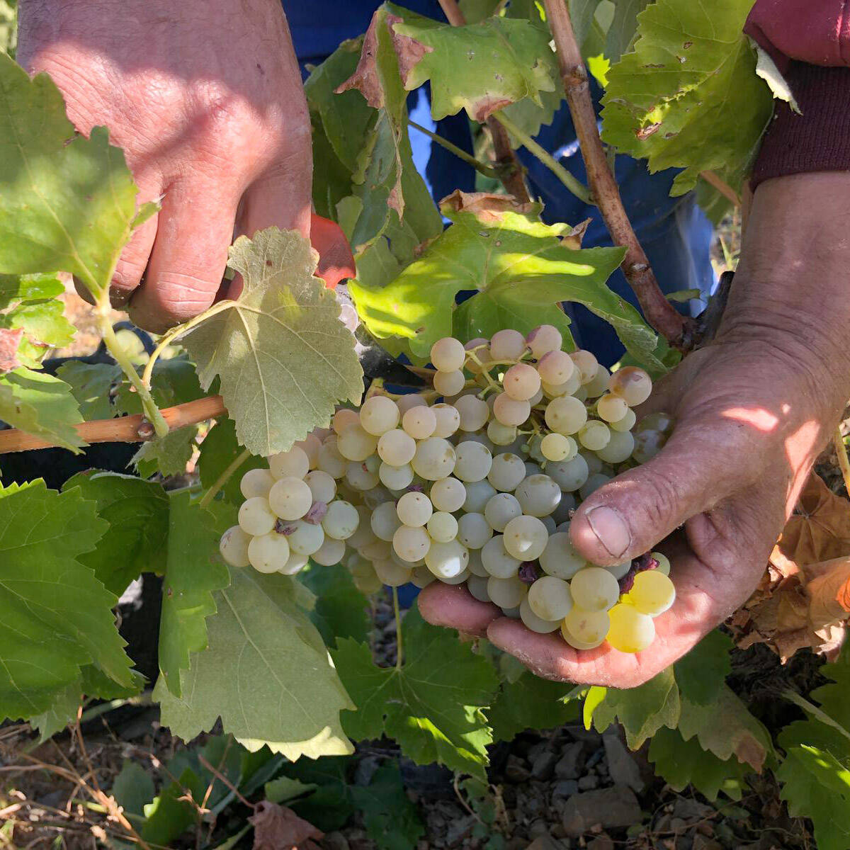 Uva Macabeo